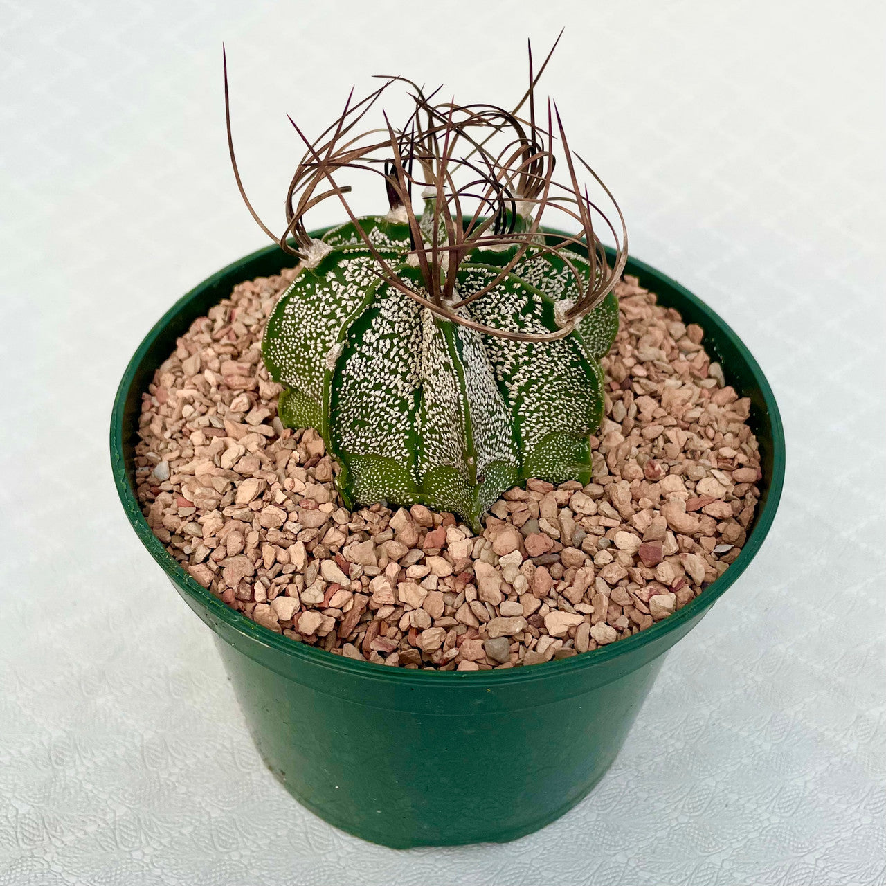 Astrophytum Capricorne v. Minor