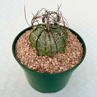 Astrophytum - Capricorne v. Minor - 5 Inches