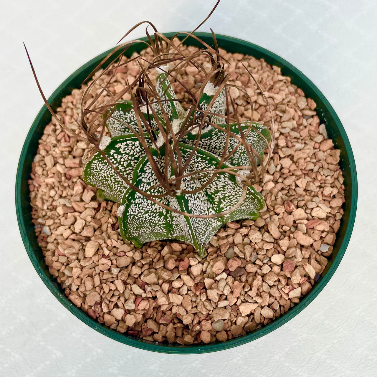 Astrophytum Capricorne v. Minor Top view