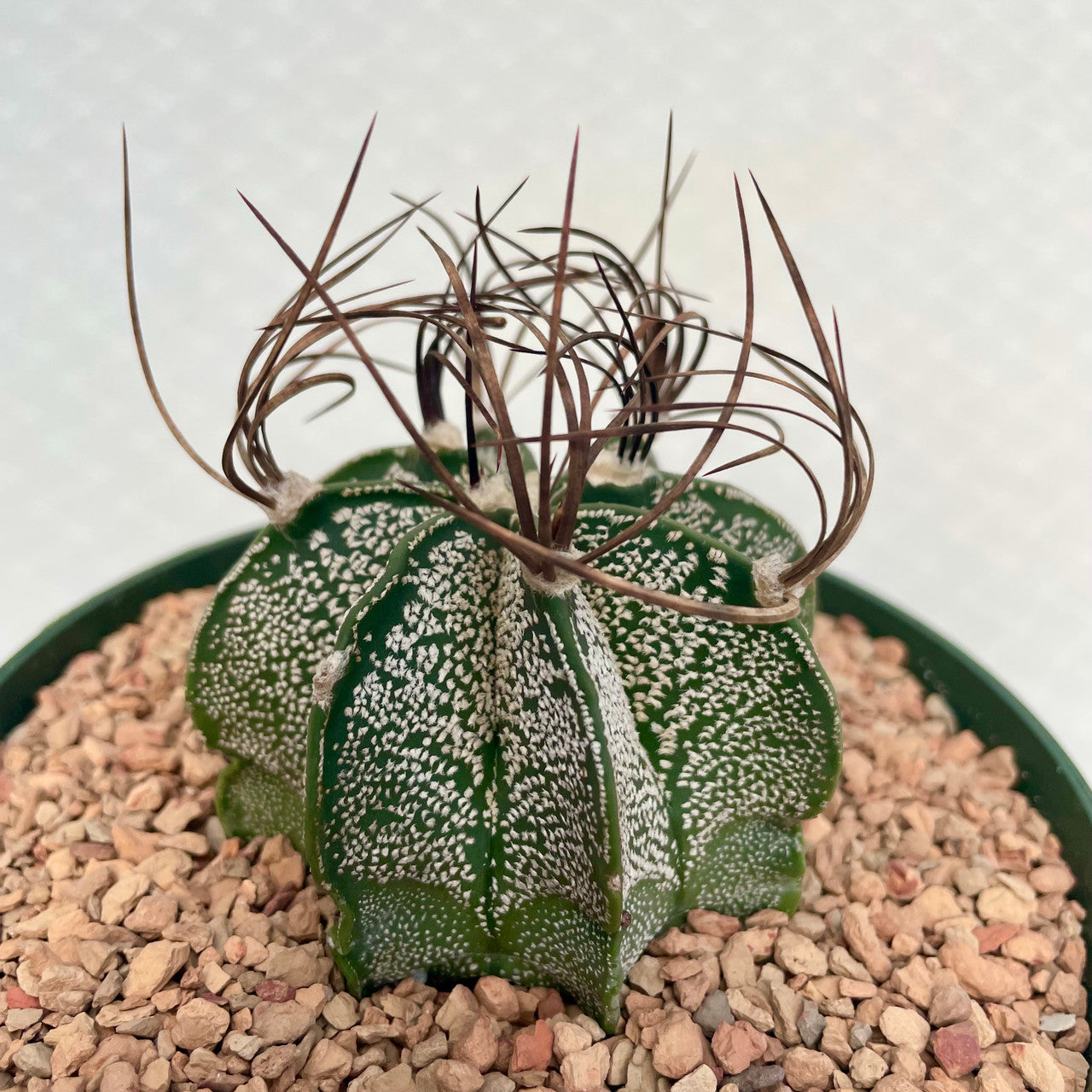 Astrophytum Capricorne v. Minor close up to show detail