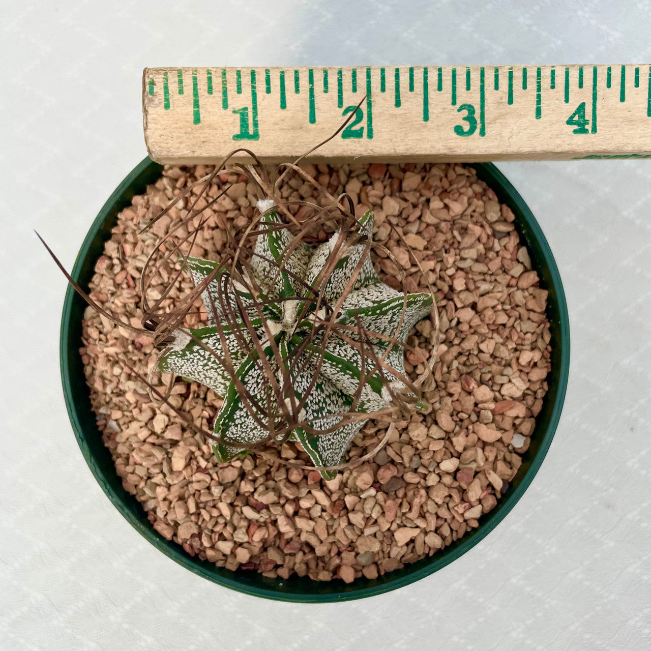 Astrophytum Capricorne v. Minor next to a measuring stick