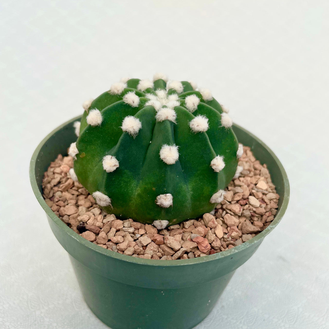 fuzzy snake cactus plant Echiopsis Subdenudata (Fuzzy Navel) – Kesslers Cacti