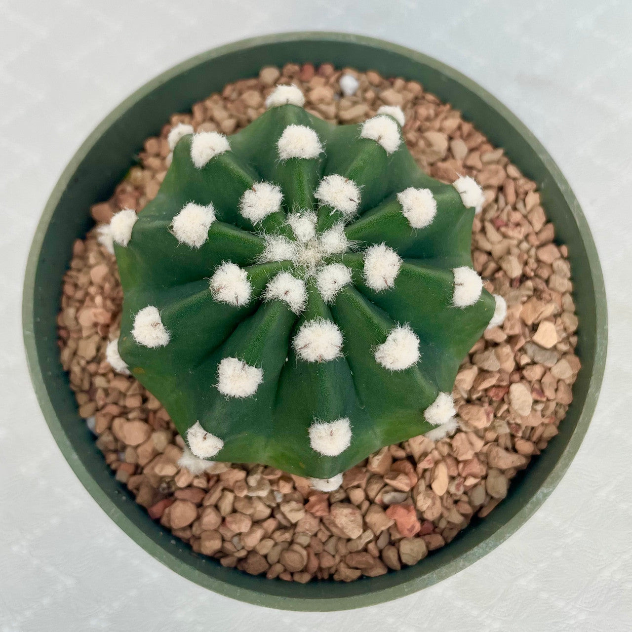 Echinopsis Subdenudata top view