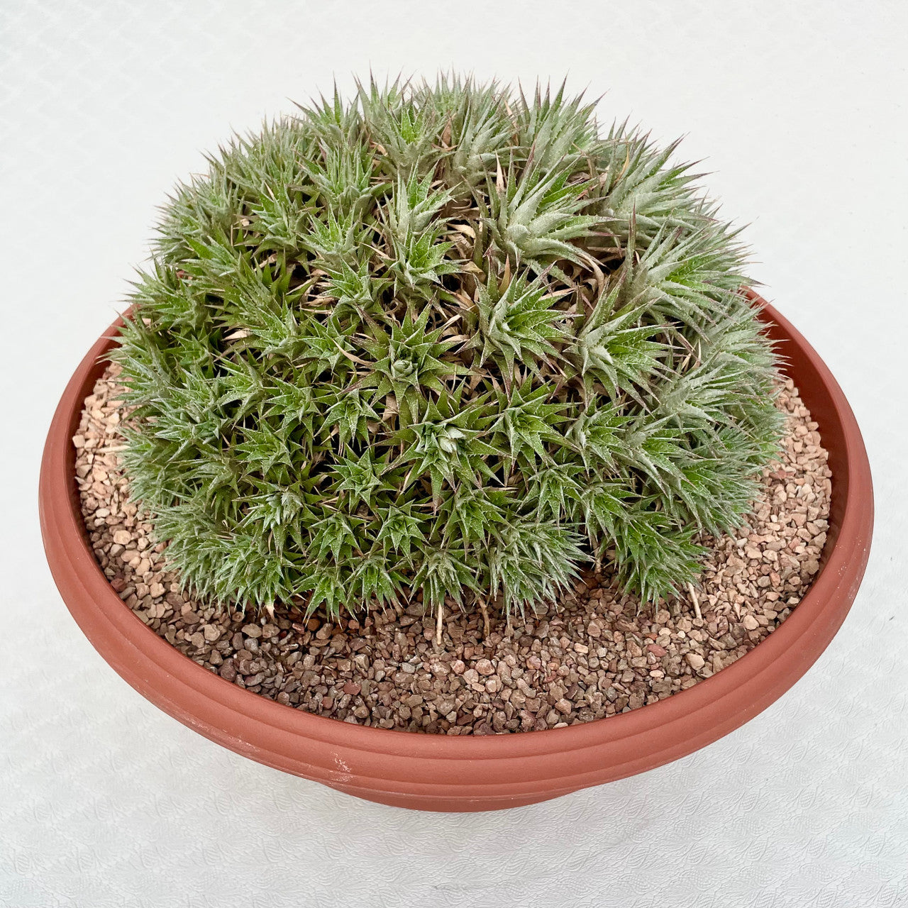 Deuterocohnia Brevifolia