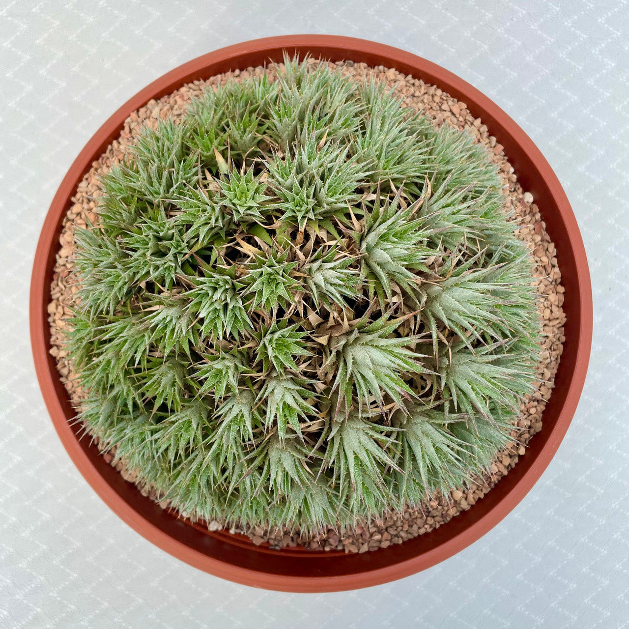 Deuterocohnia Brevifolia top view