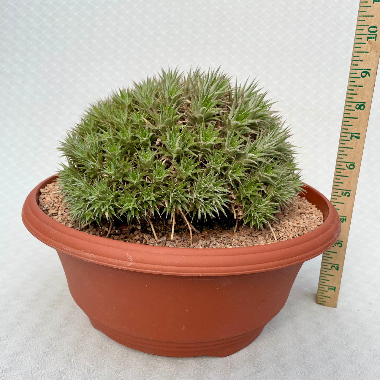 Deuterocohnia Brevifolia next to a measuring stick