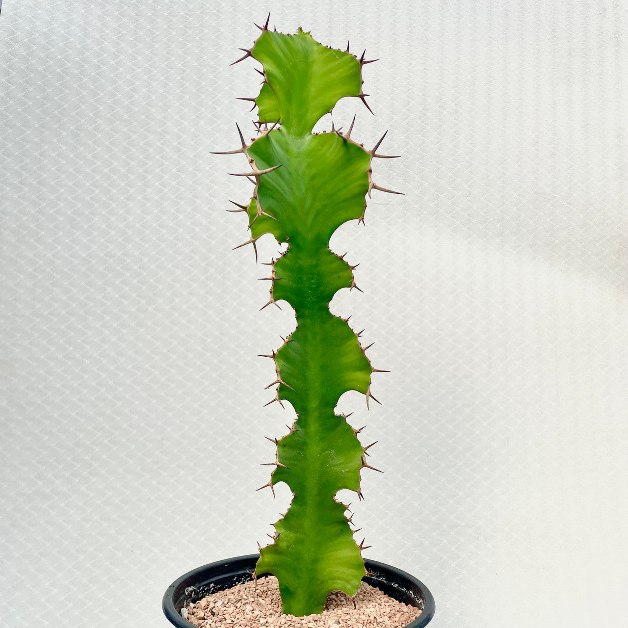 horn succulent Euphorbia Grandicornis (Cows Horn) – Kesslers Cacti