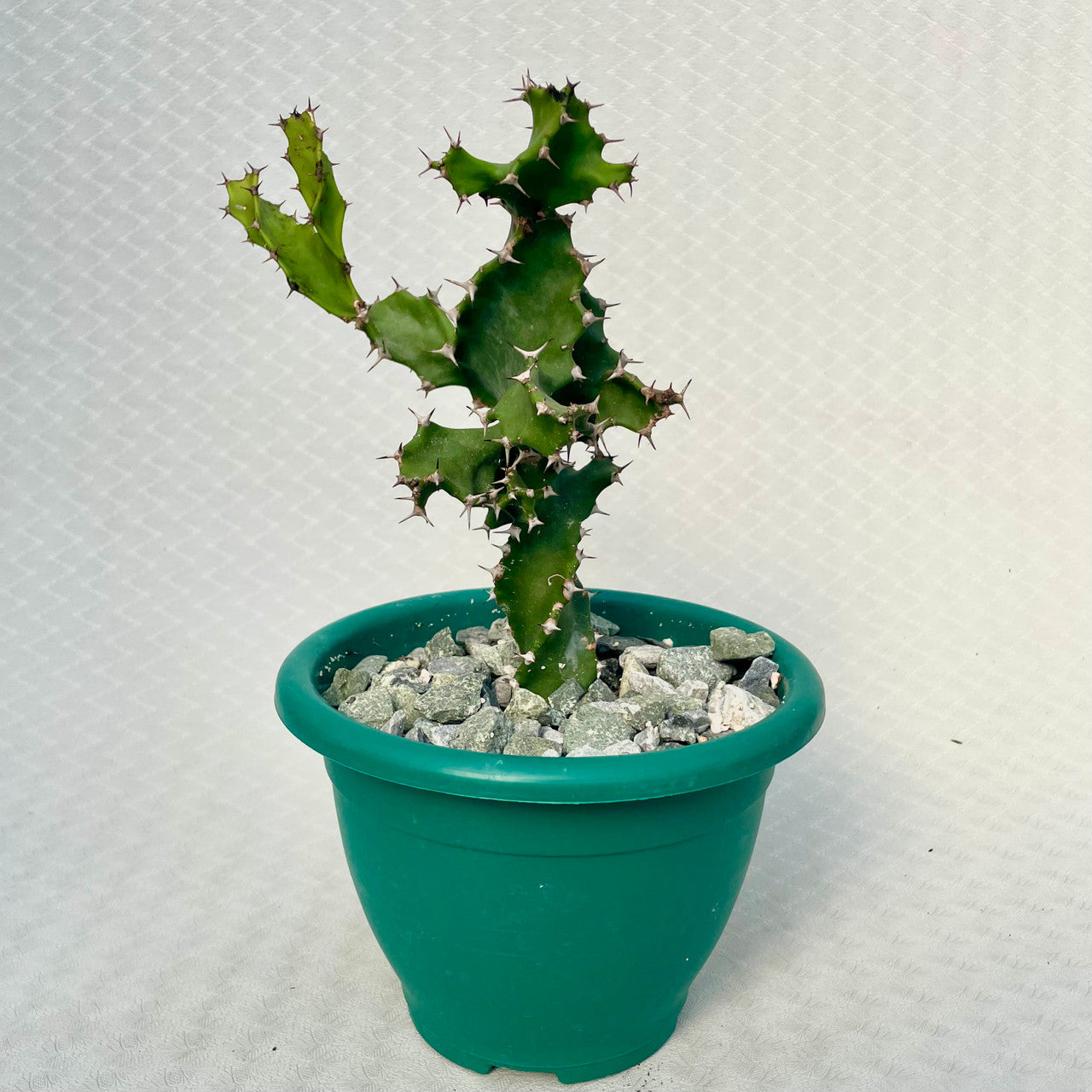 8 in a Euphorbia Tortilis