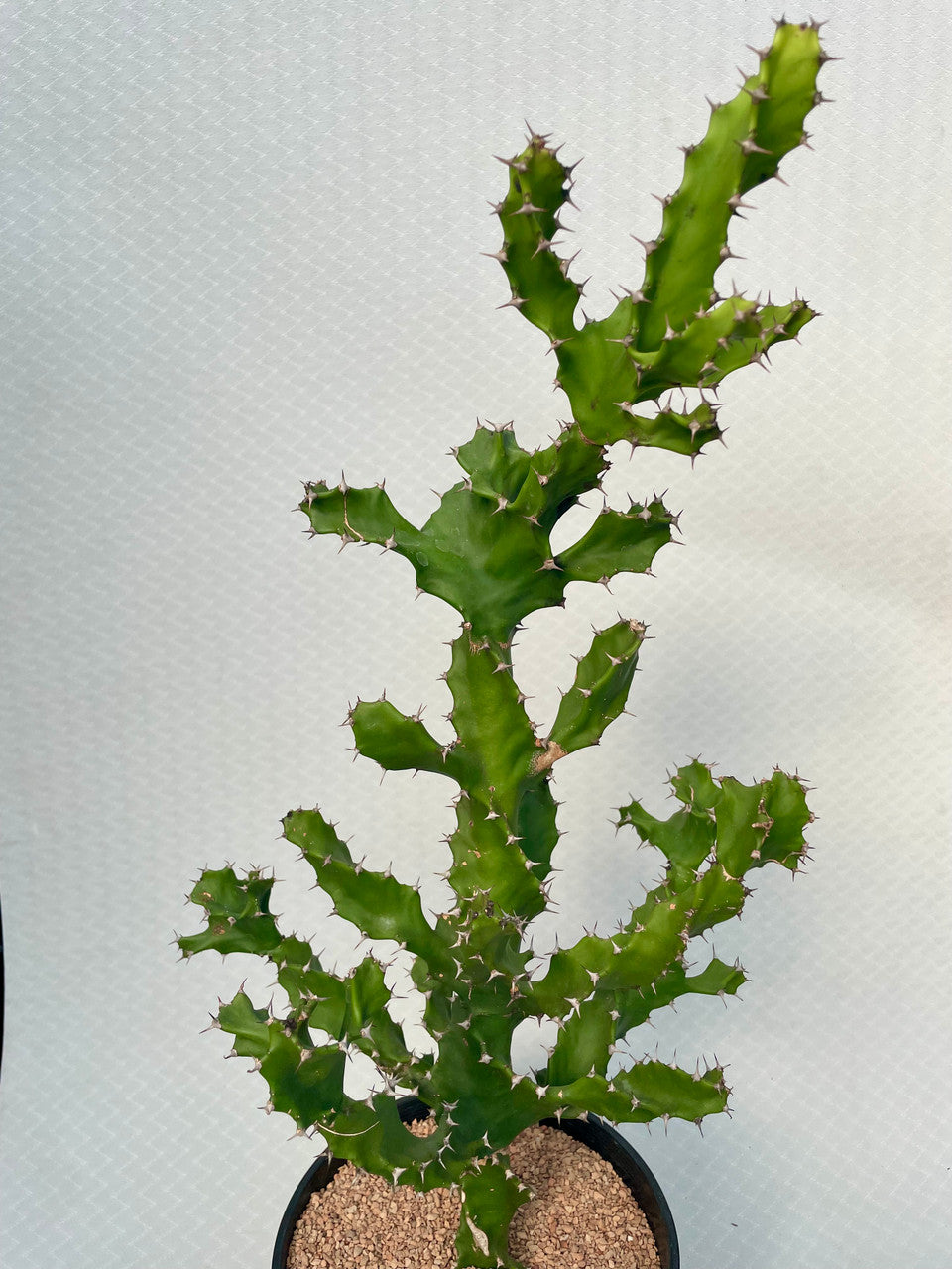 1.5 gal a Euphorbia Tortilis