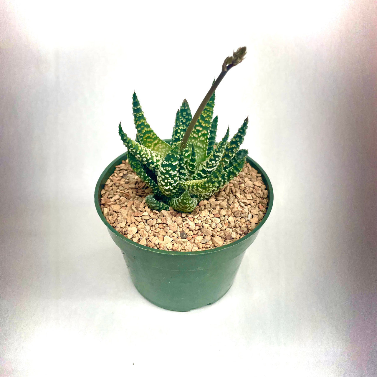 Haworthia White Albert in a 4 " Pot
