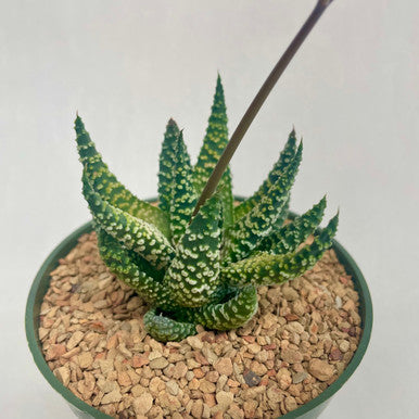 Haworthia White Albert (Collectors Plant)