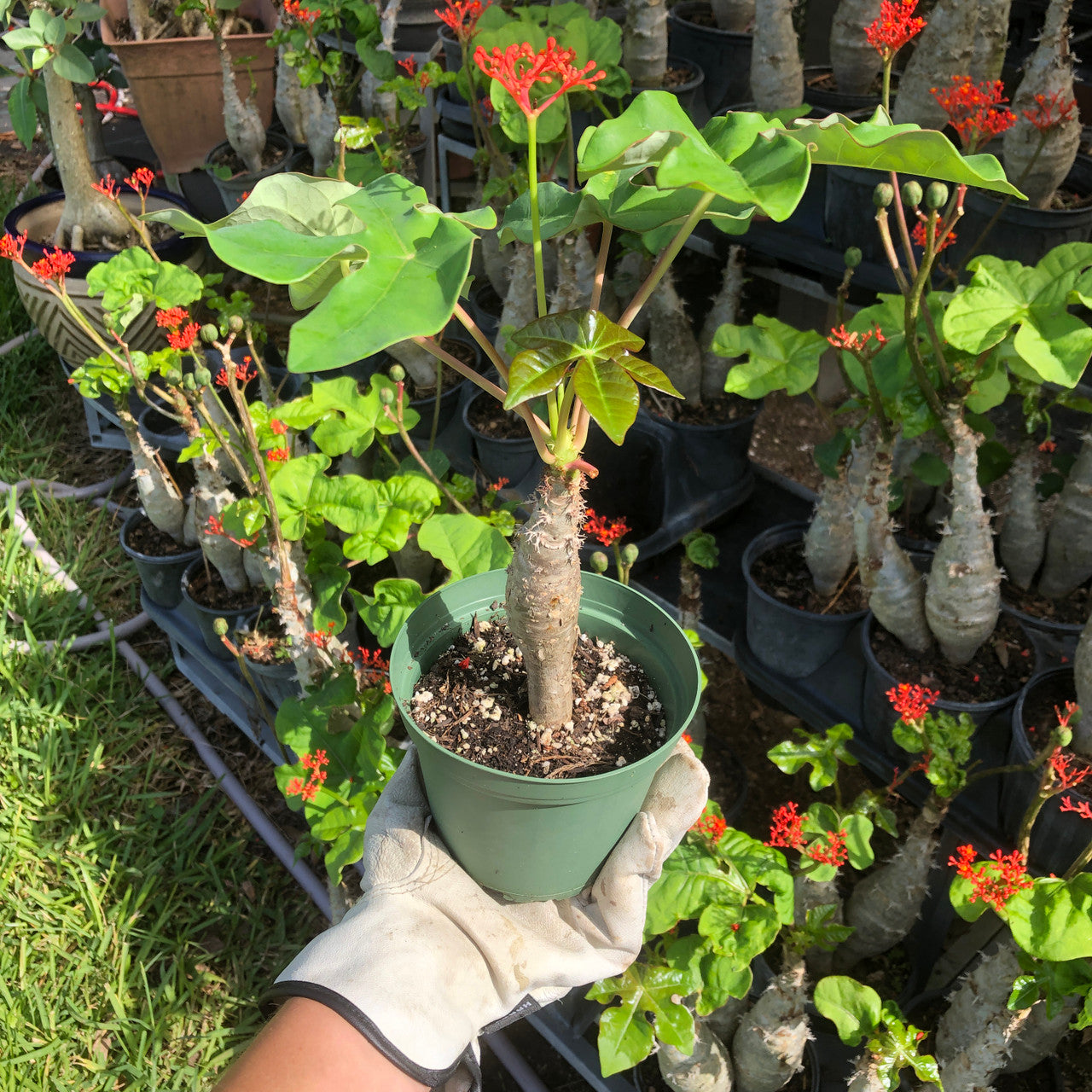 pot belly plant Jatropha Podagrica (Buddha Belly)