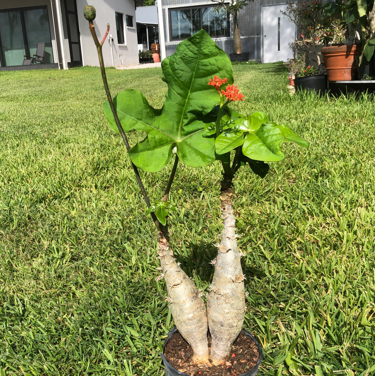 Double trunk Jatropha Podagrica's