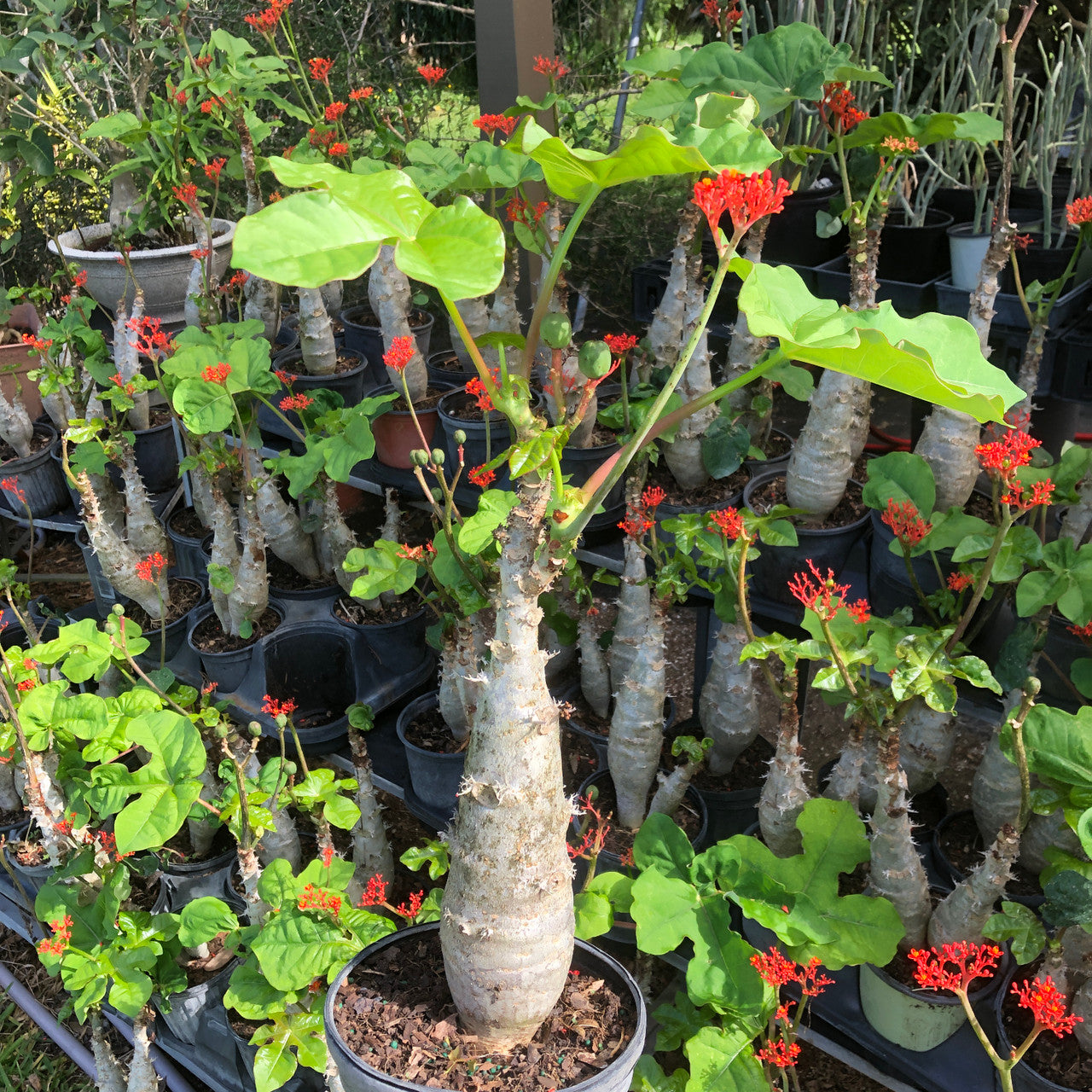 1 gallon size of a Jatropha Podagrica