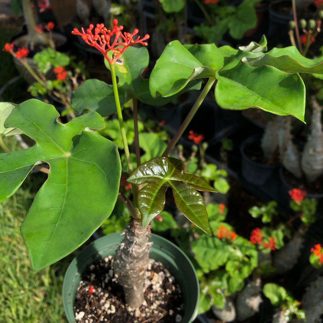 close up view of Jatropha Podagrica