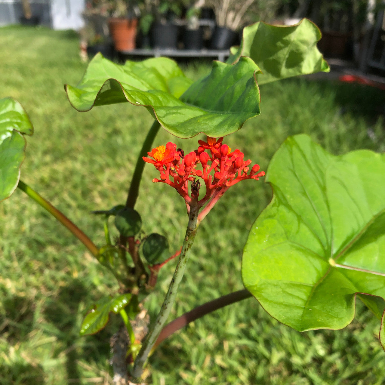 Red flower cluster on a Jatropha Podagrica