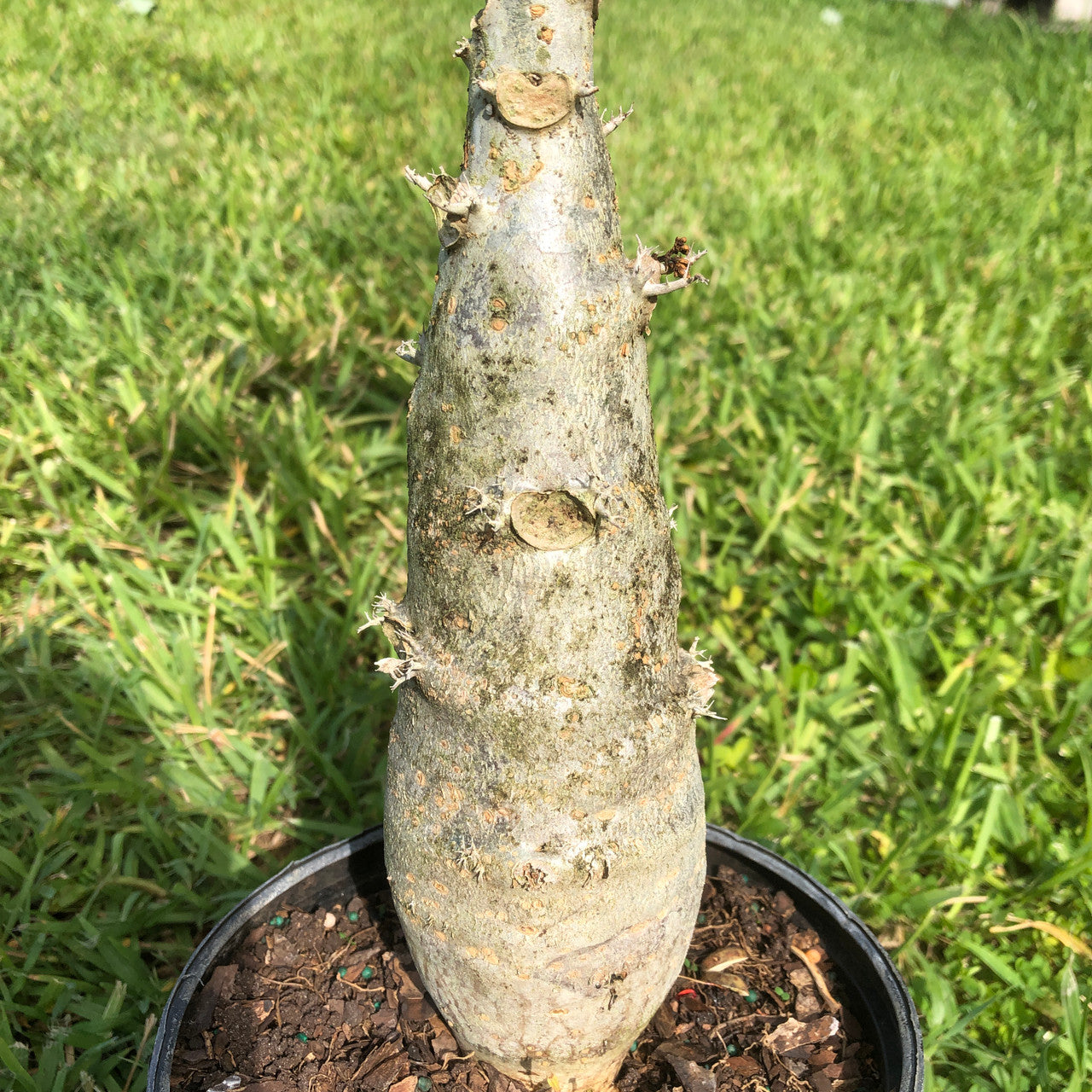 Close-up of Jatropha Podagrica's swollen trunk, resembling a Buddha's belly, showcasing its unique and eye-catching feature.