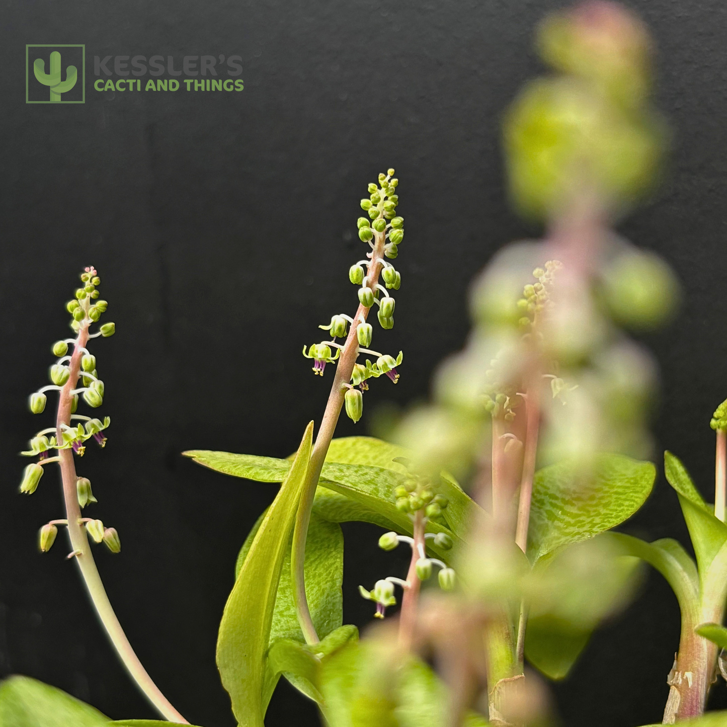 Ledebouria Pauciflora