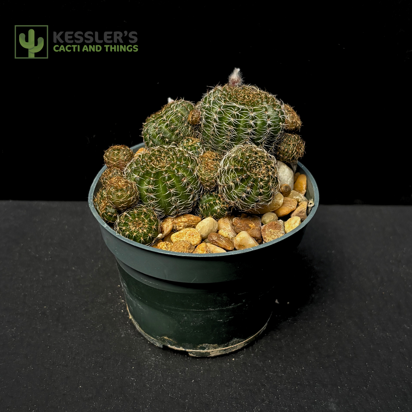 Lobivia Arachnacantha