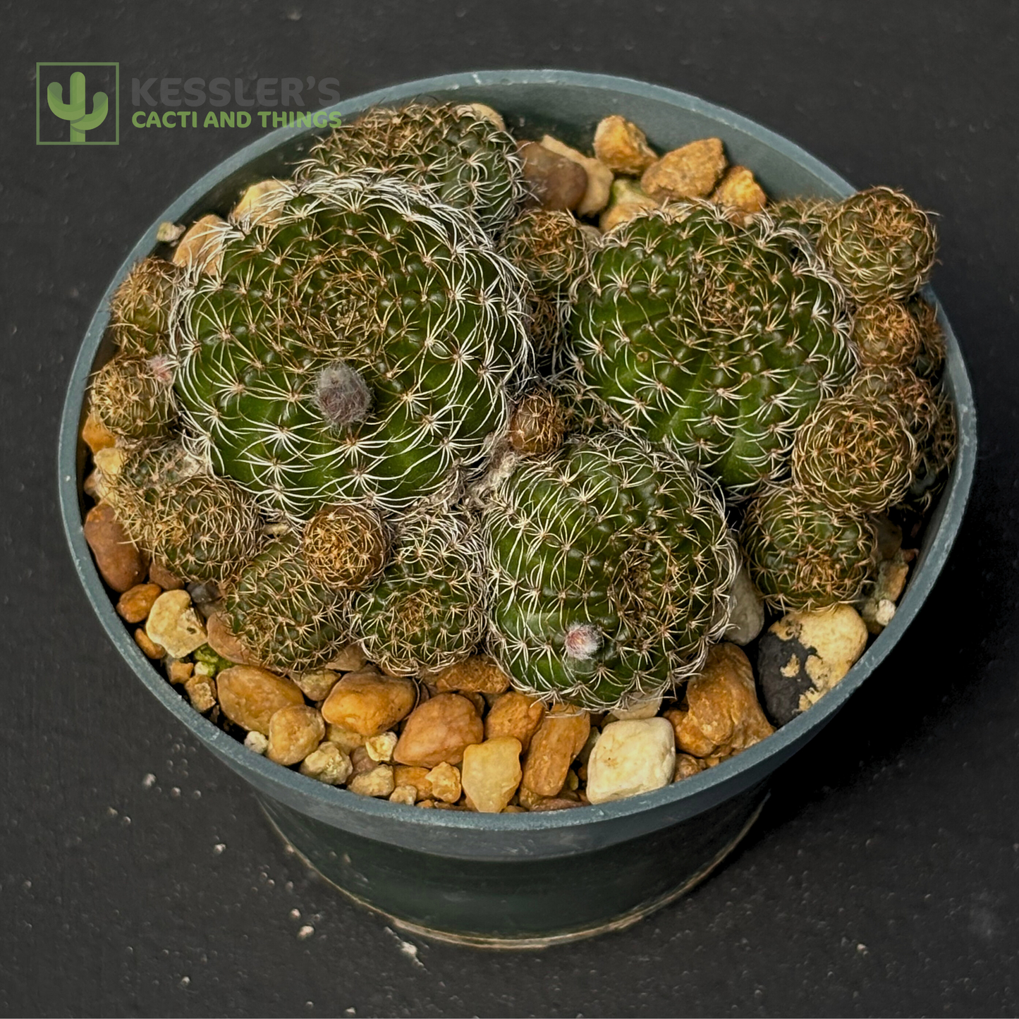 Lobivia Arachnacantha