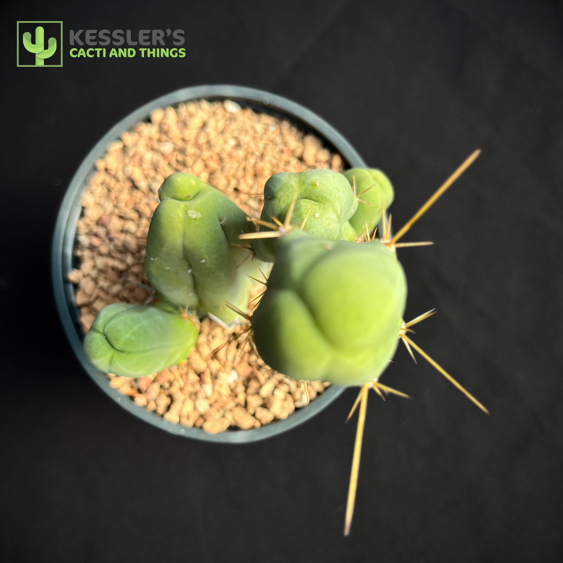 Lophocereus Bridgesii Monstrose (Penis Cactus)
