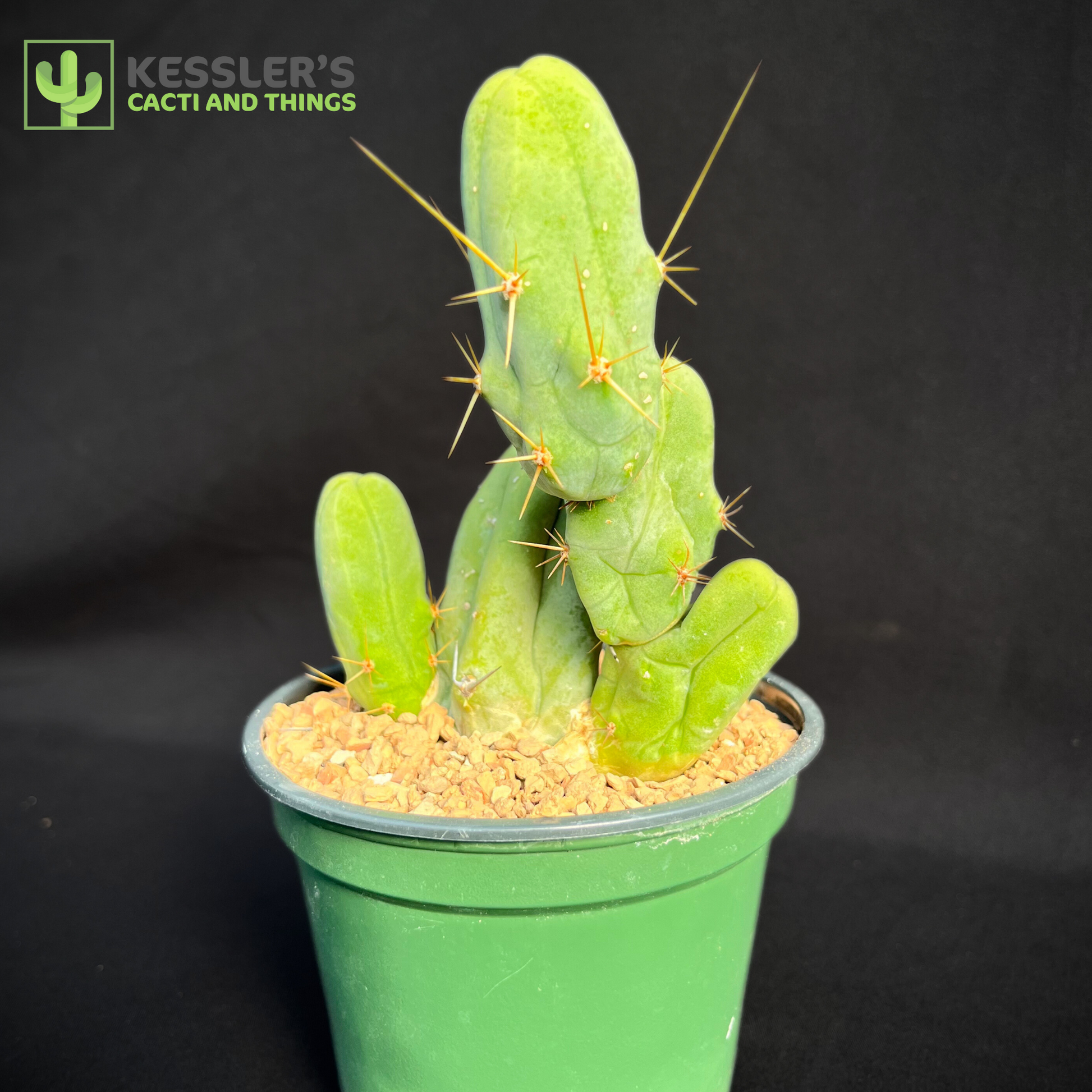 Lophocereus Bridgesii Monstrose (Penis Cactus)