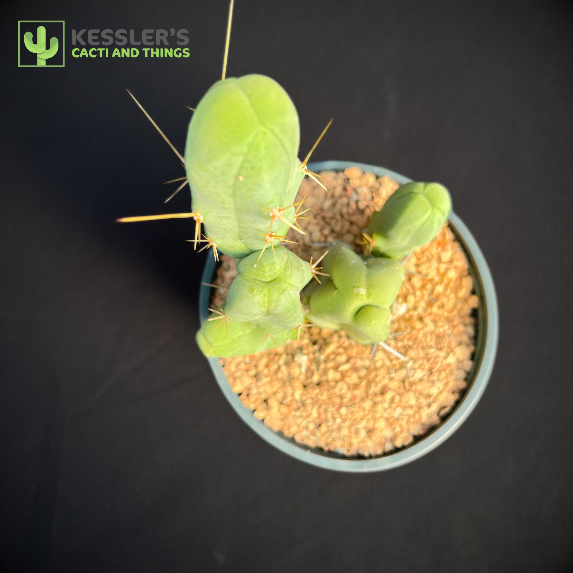 Lophocereus Bridgesii Monstrose (Penis Cactus)