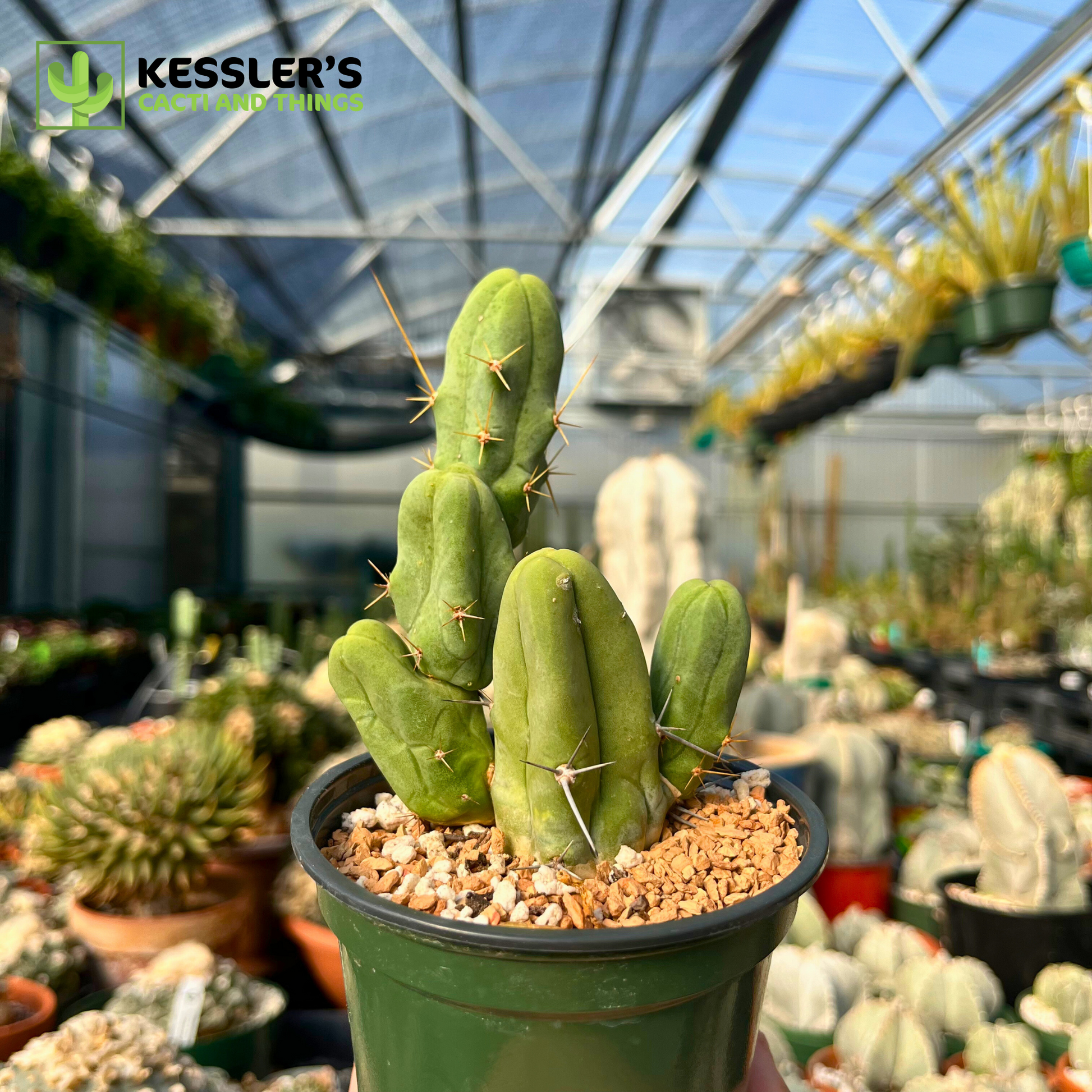 Lophocereus Bridgesii Monstrose (Penis Cactus)