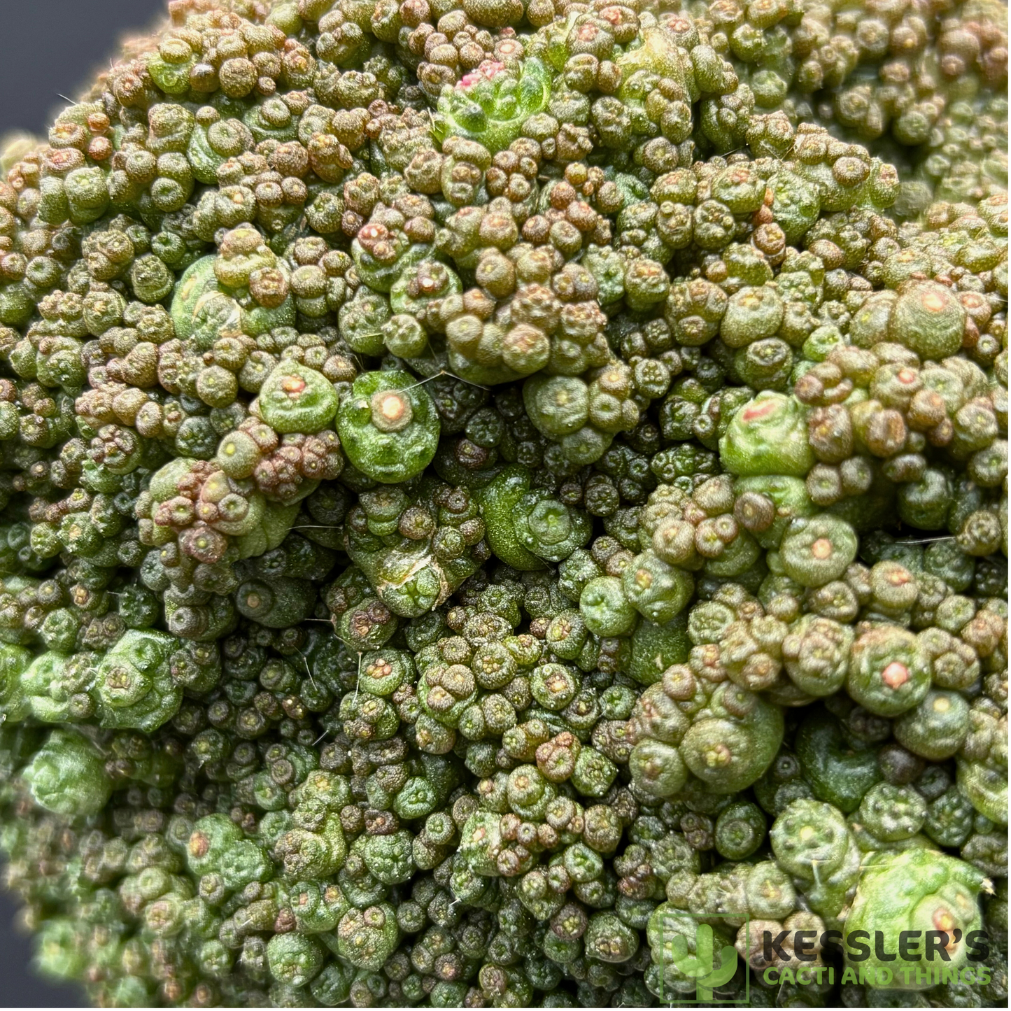 Mammilaria Bocasana Fred