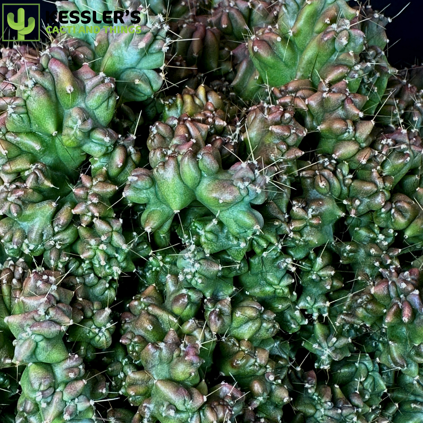 Myrtillocactus Elite Crest