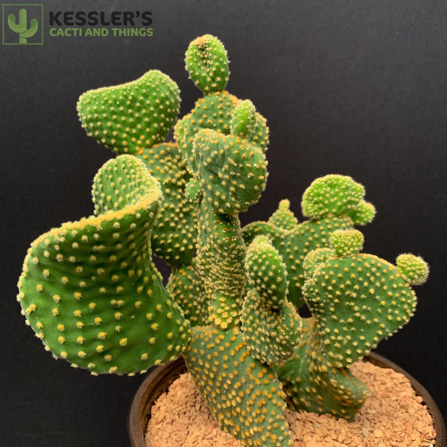 Opuntia Microdasys Monstrose Var. Pallida Bunny Ear