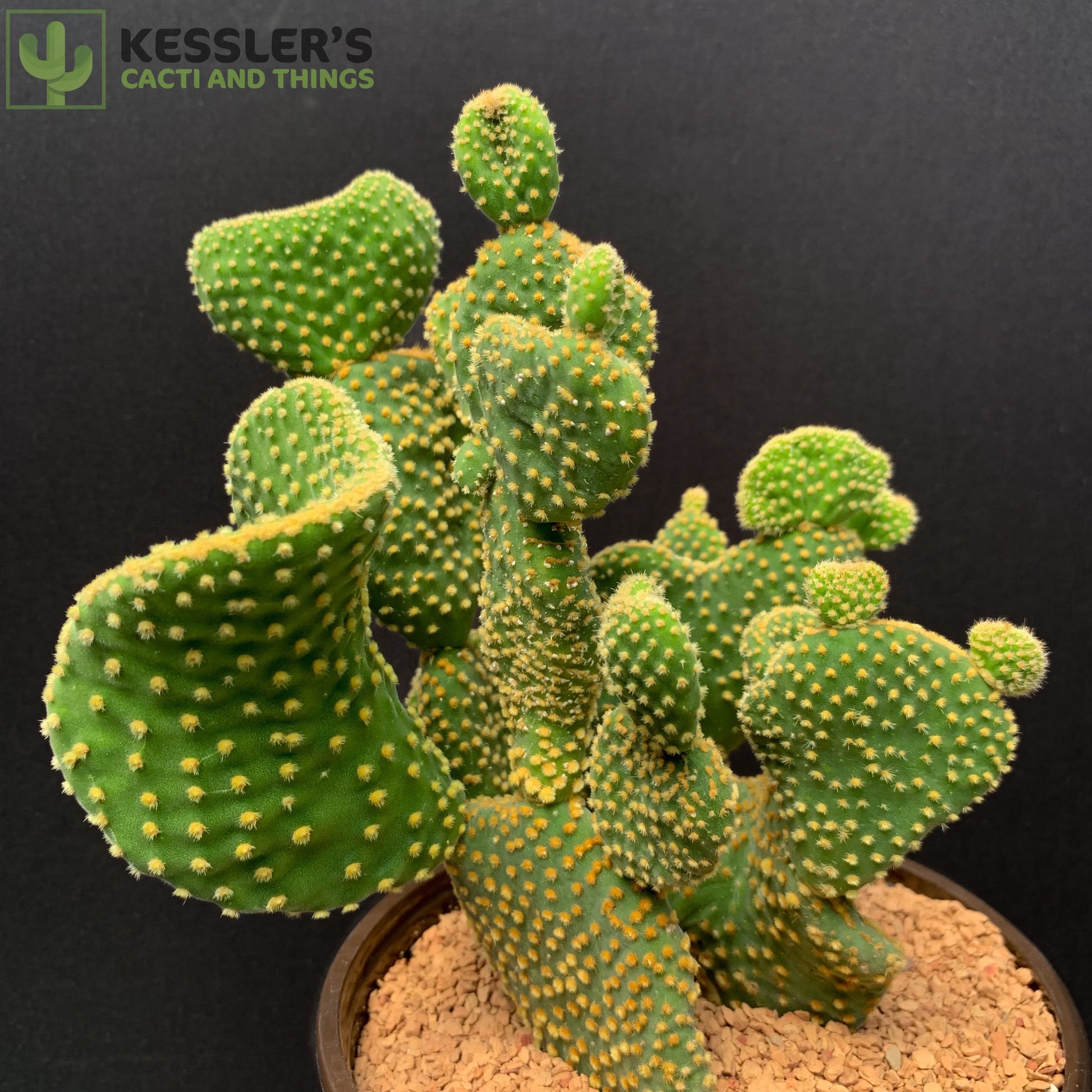 Opuntia Microdasys Monstrose Var. Pallida Bunny Ear