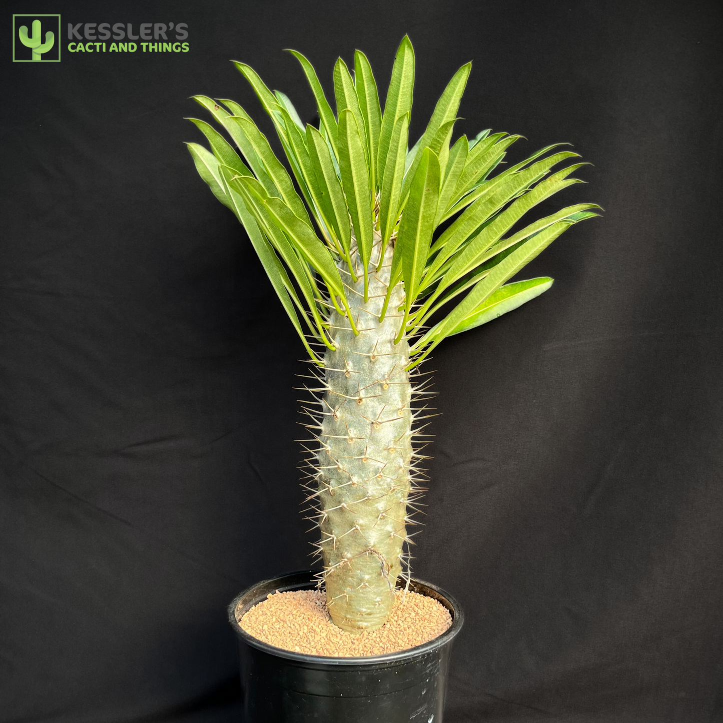 Pachypodium Lamerei (Madagascar Palm)