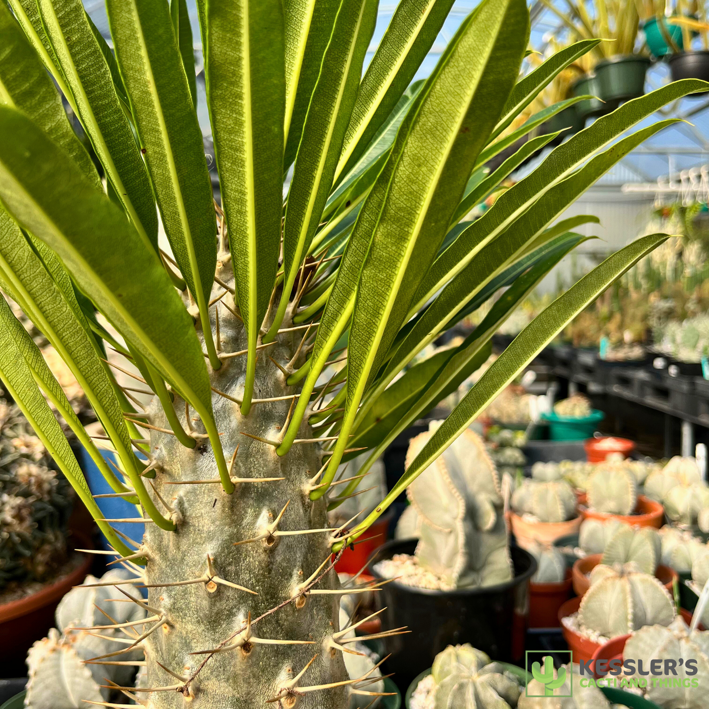Pachypodium Lamerei (Madagascar Palm)