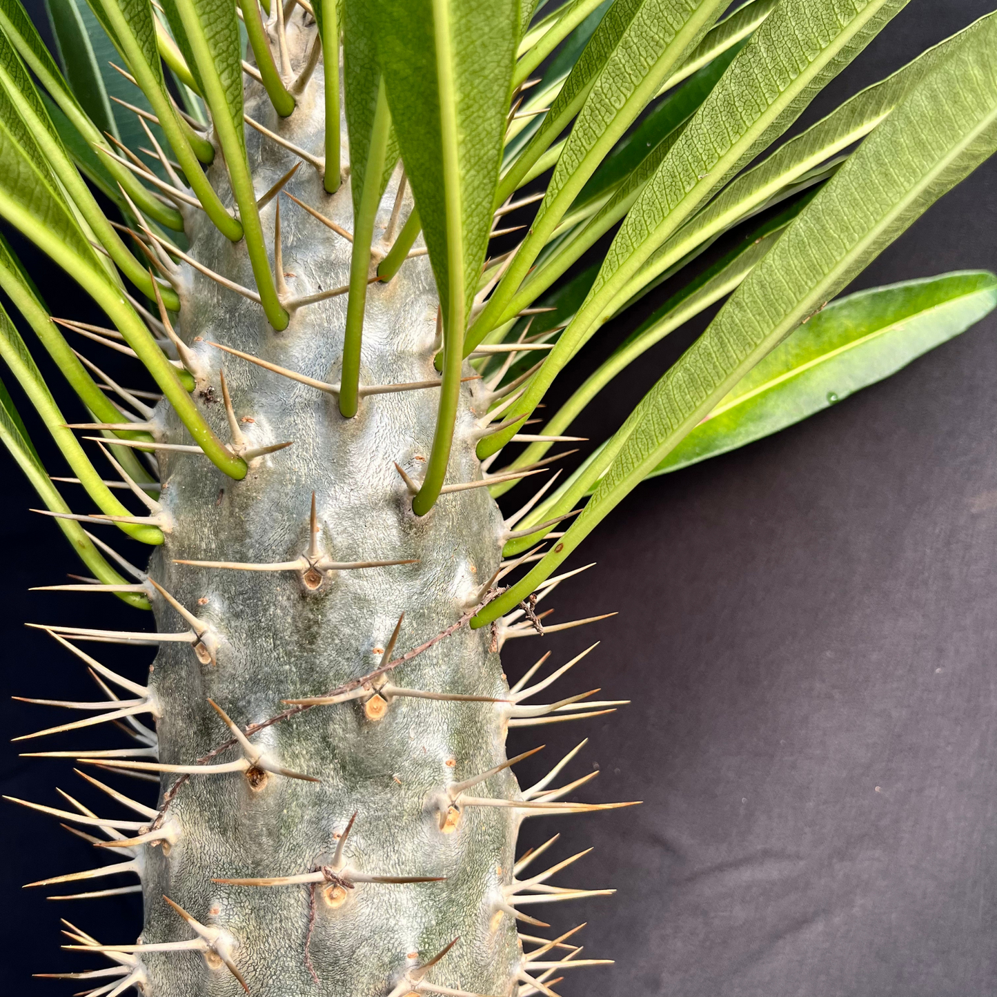 Pachypodium Lamerei (Madagascar Palm)