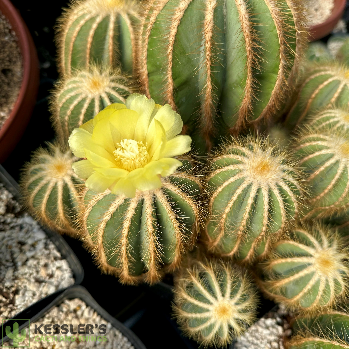 Parodia Magnifica (Ballon Cactus)