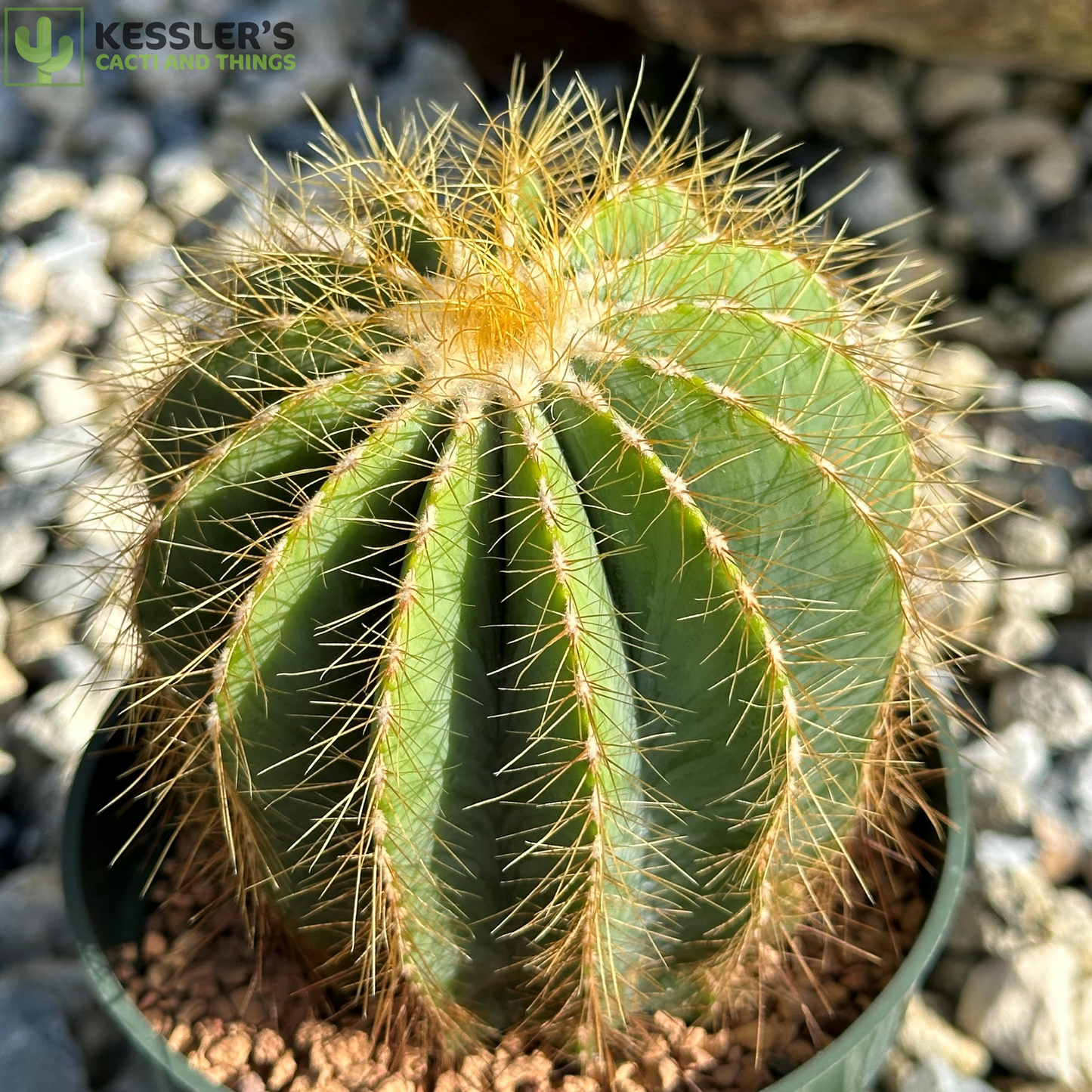 Parodia Magnifica (Ballon Cactus)