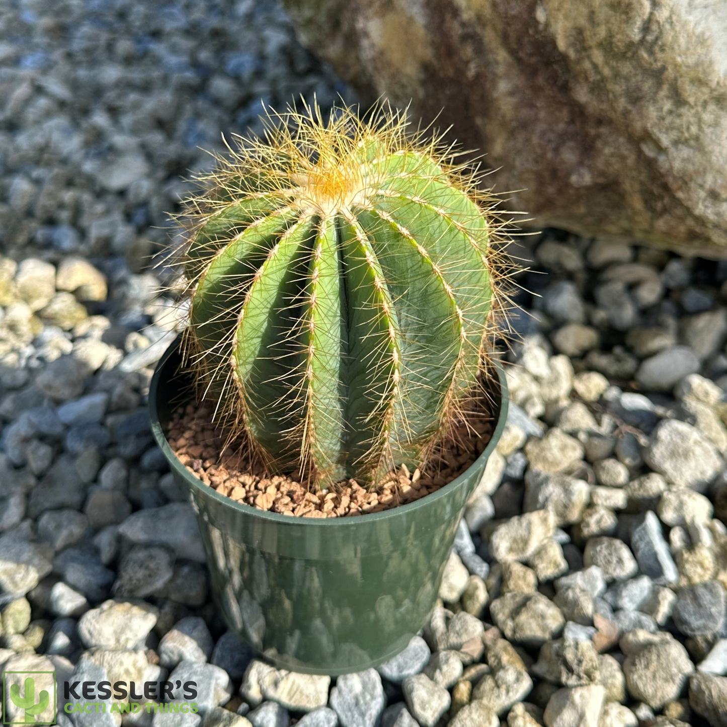 Parodia Magnifica (Ballon Cactus)