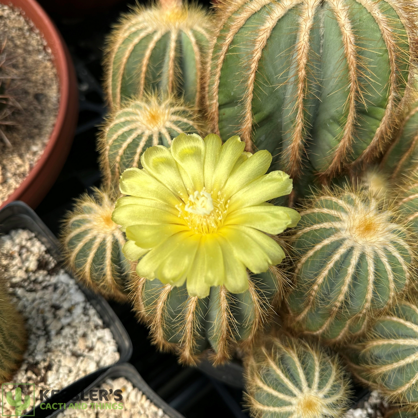 Parodia Magnifica (Ballon Cactus)