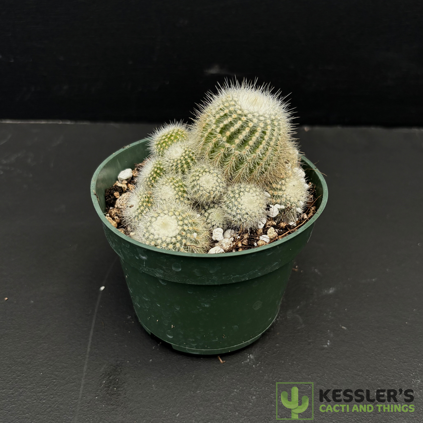 Parodia scopa(Silver Ball Cactus)