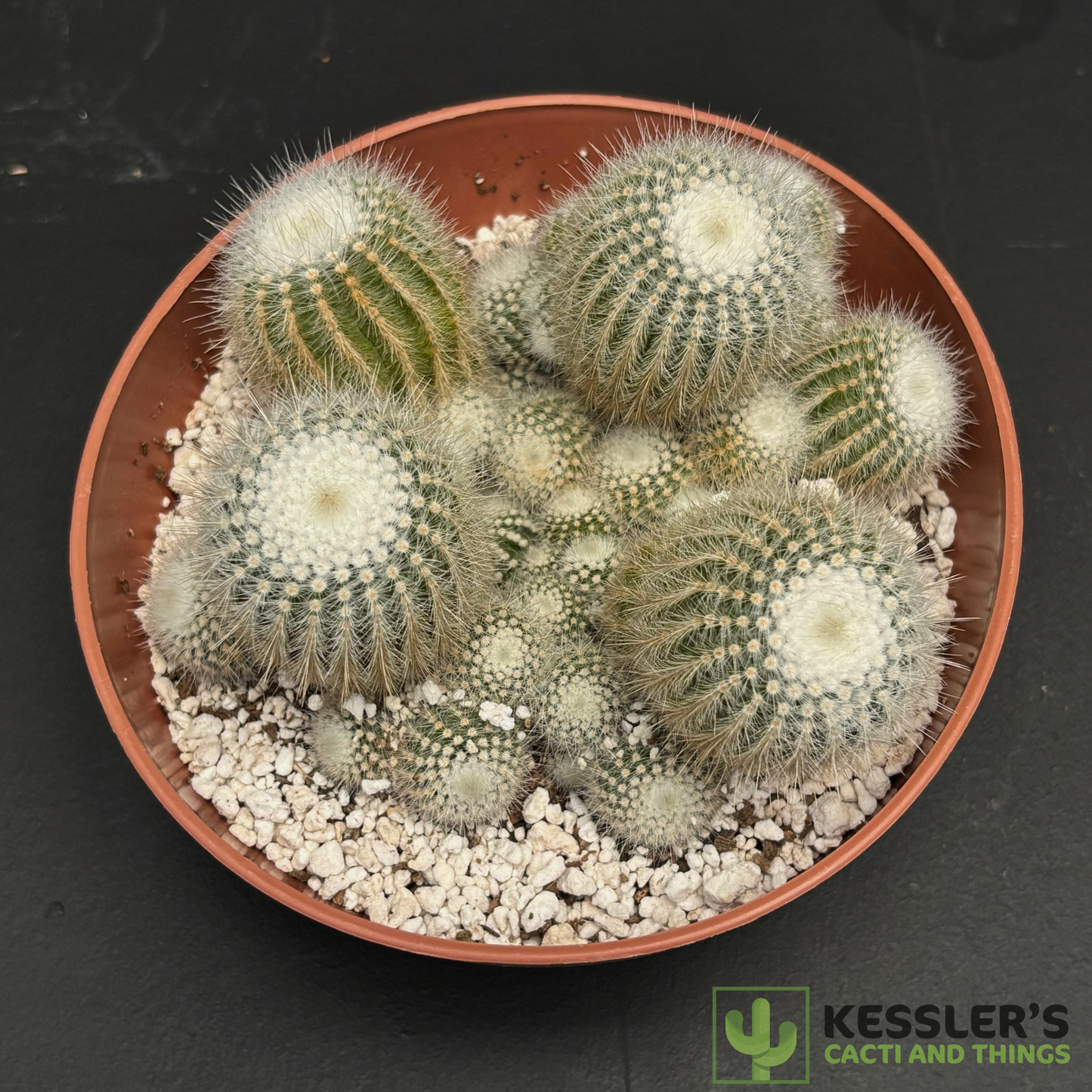 Parodia scopa(Silver Ball Cactus)
