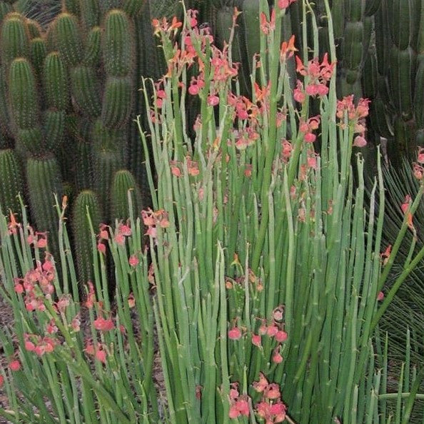 a flowering Pedilanthus Macrocarpus