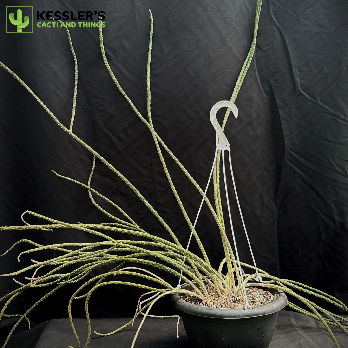 Peniocereus Viperinus (Collector's Plant)