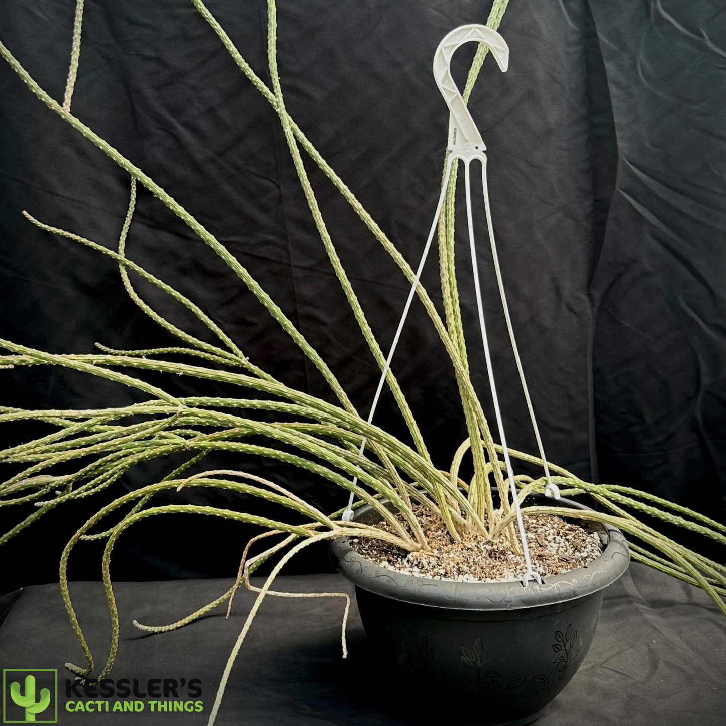 Peniocereus Viperinus (Collector's Plant)