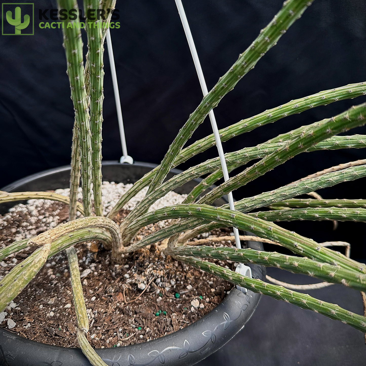 Peniocereus Viperinus (Collector's Plant)