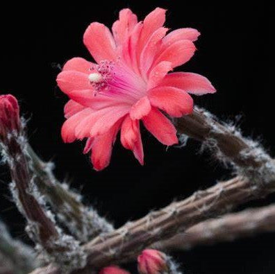 a flowering peniocereus viperinus