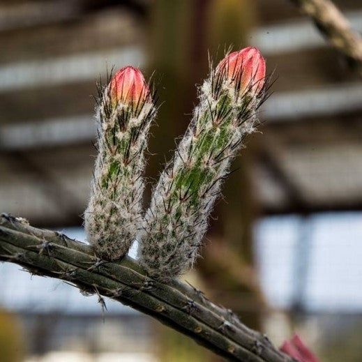 a budding Peiocereus viperinus