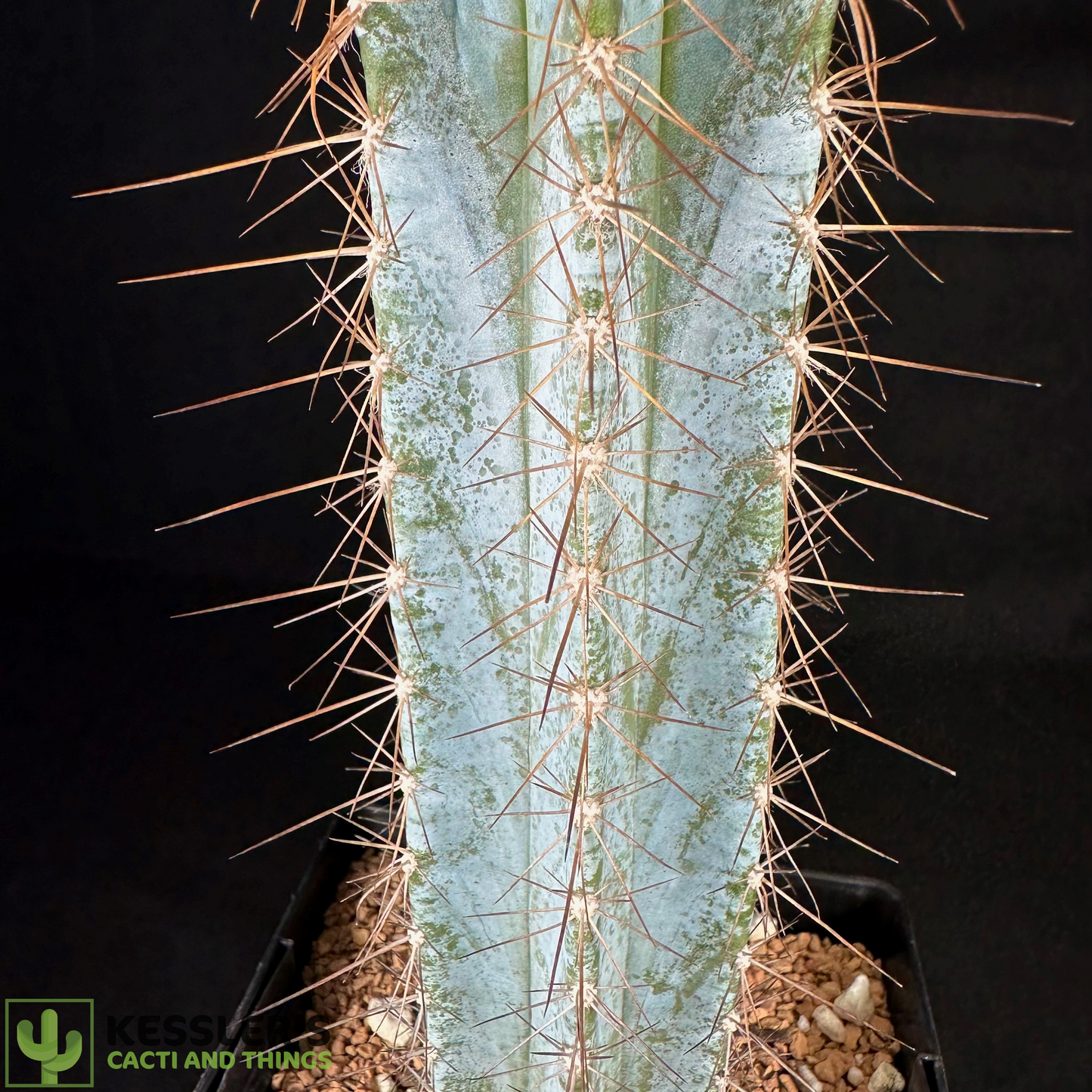 Pilosocereus Magnificus (Facheiro)