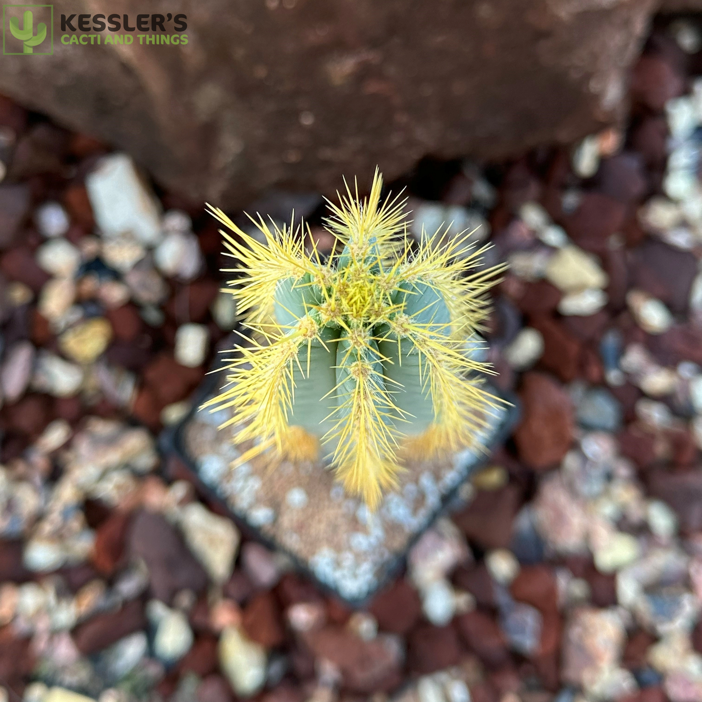 Pilosocereus Magnificus (Facheiro)