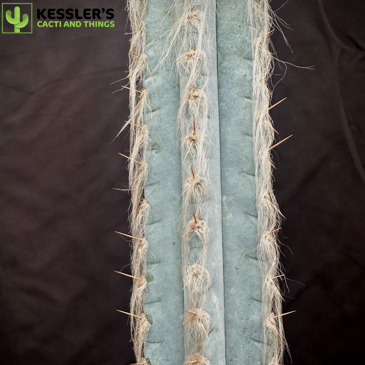 Pilosocereus Pachycladus (Blue Torch Cactus)